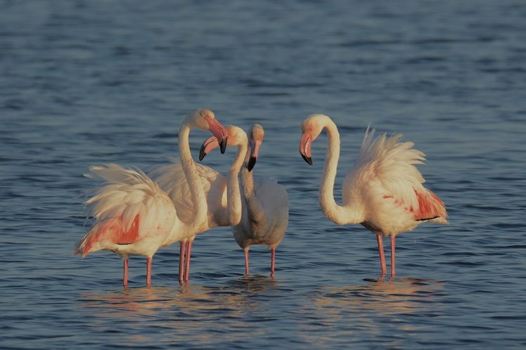 Casolare Nelle Saline, Palermo