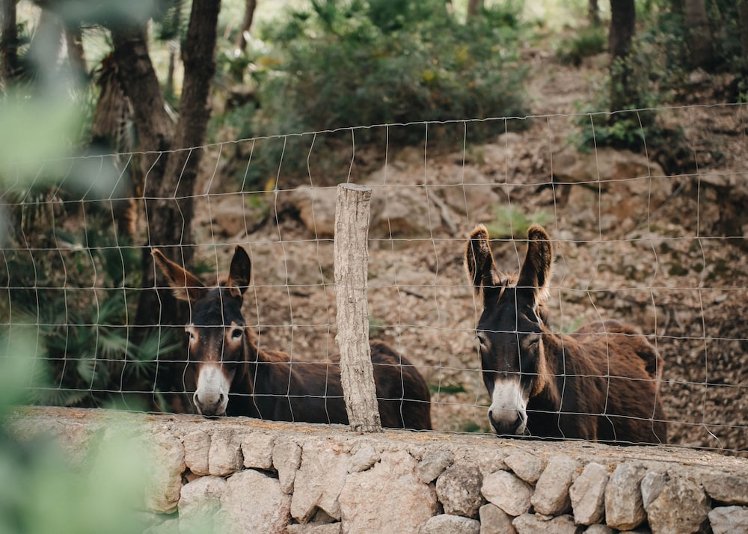 Es Racó d'Artà, Majorca