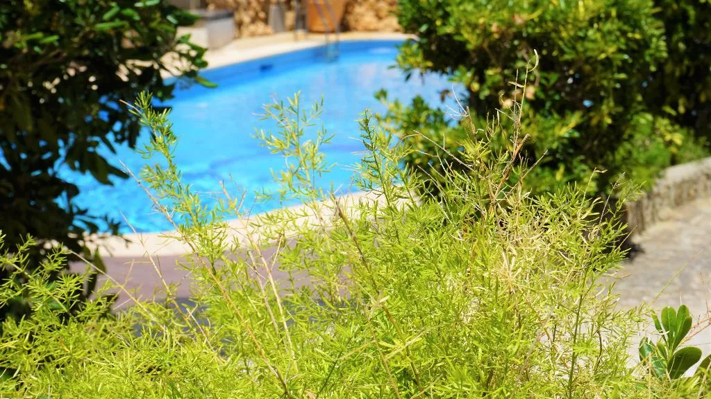 Pool, Playas del Rey, Majorca