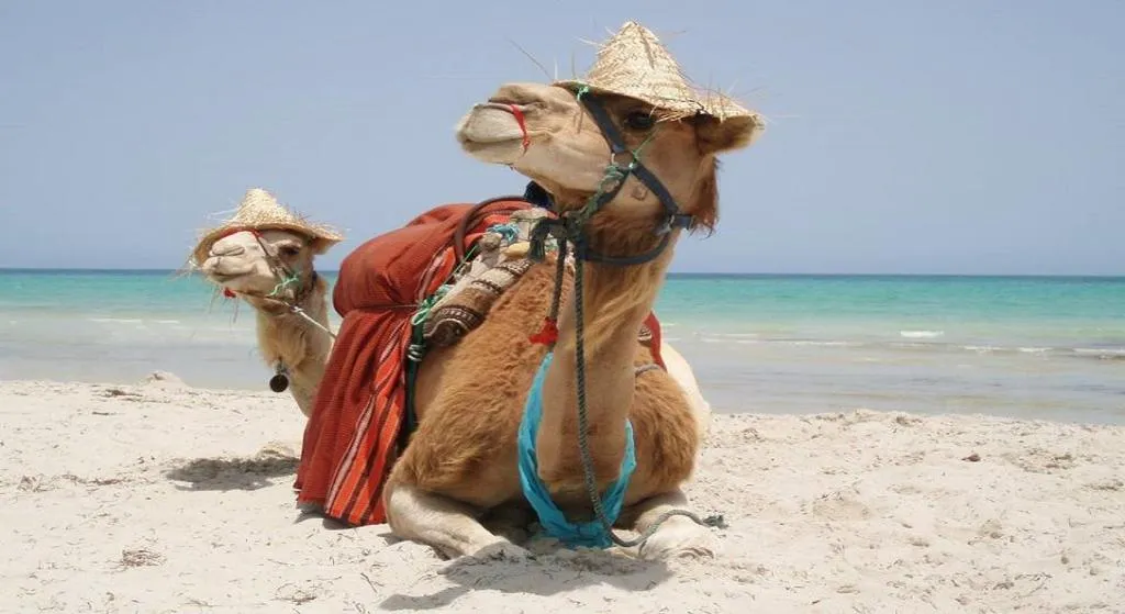 Beach, Jerba Sun Club, Tunisia