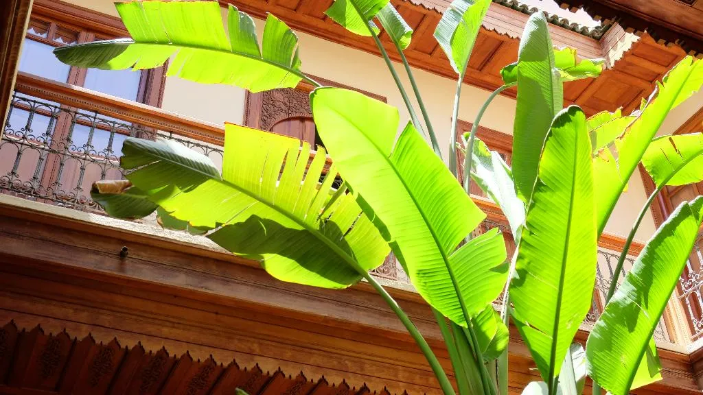 Lobby, Riad Dar Saad, Marrakech