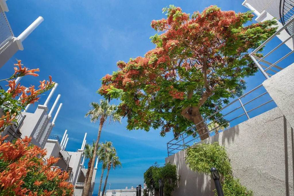 General view, Los Olivos Beach Resort, Tenerife