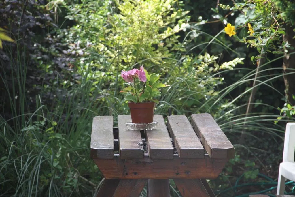Terrace, Marguerites, Cork