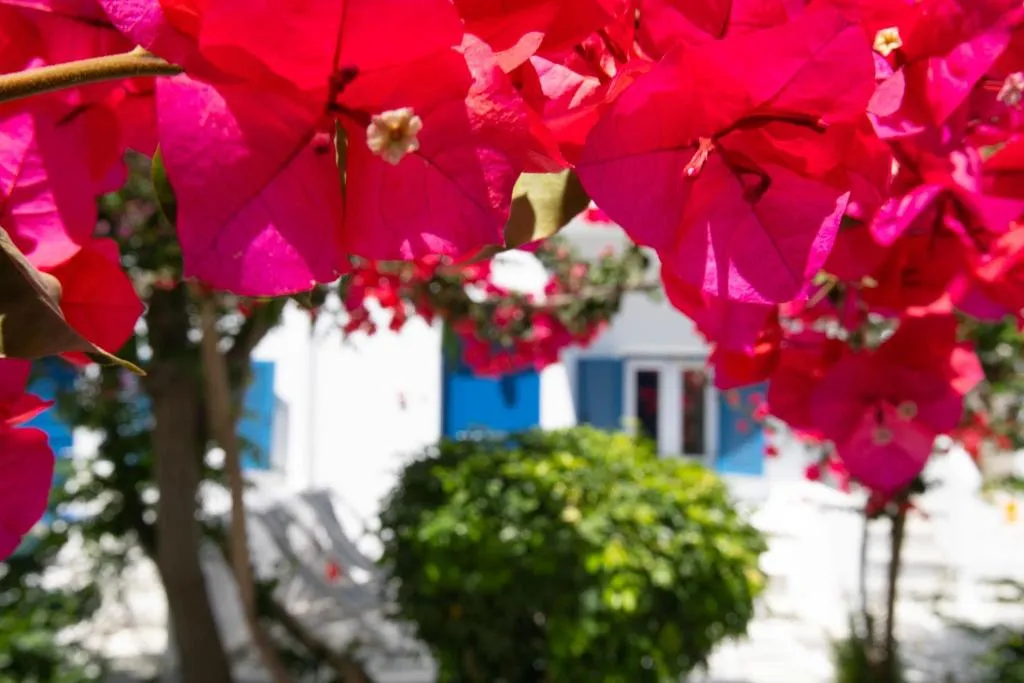 QUADRUPLE DELUXE GARDEN VIEW Room, Acrogiali, Mykonos