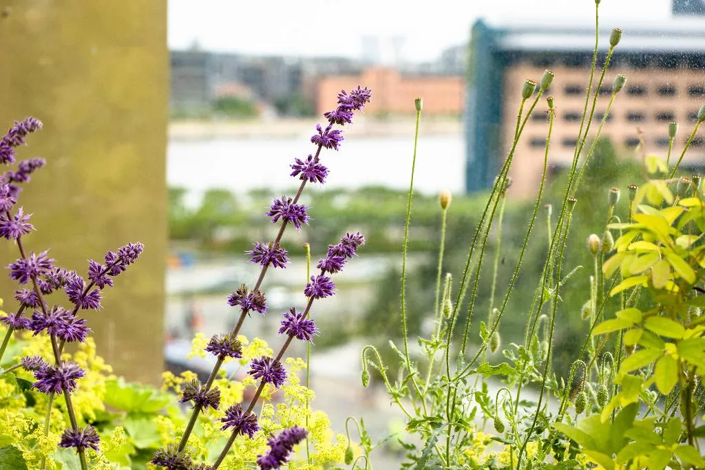 Terrace, Next House Copenhagen, Copenhagen
