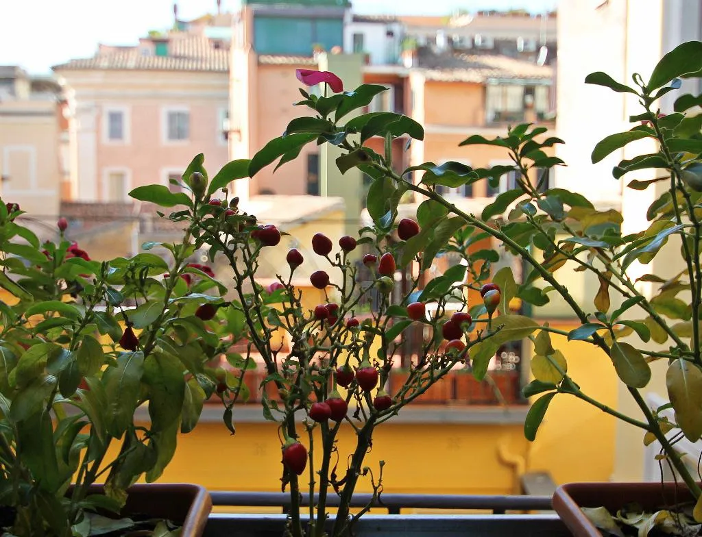 Terrace, iRooms Pantheon & Navona, Rome
