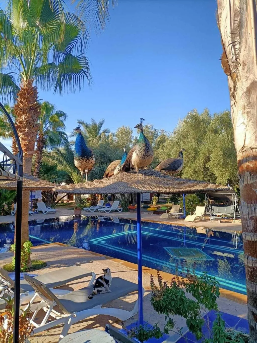 General view, Le Relais De Marrakech, Marrakech
