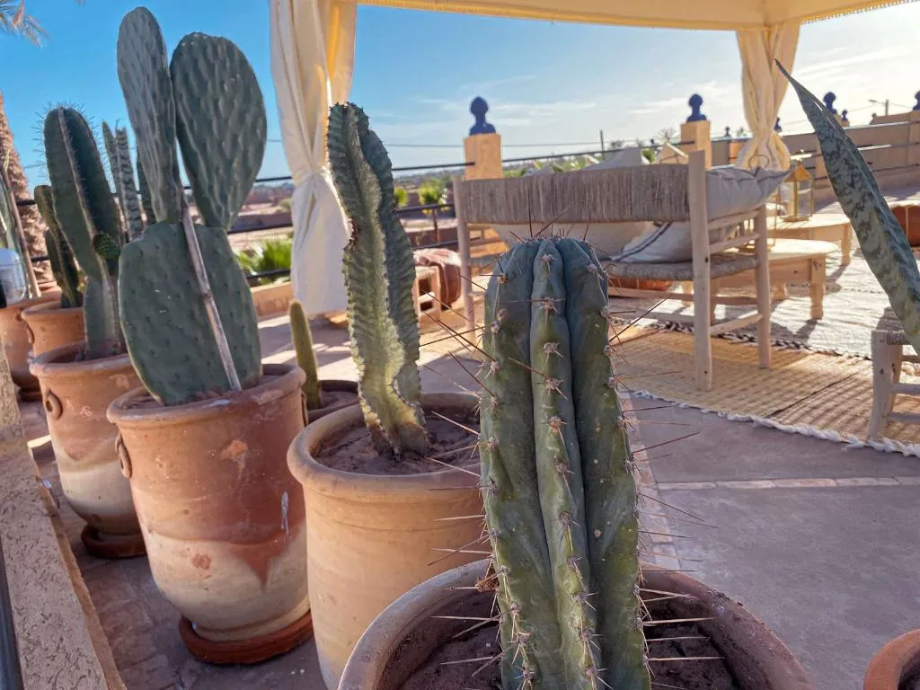 Terrace, Maison Daouia, Marrakech