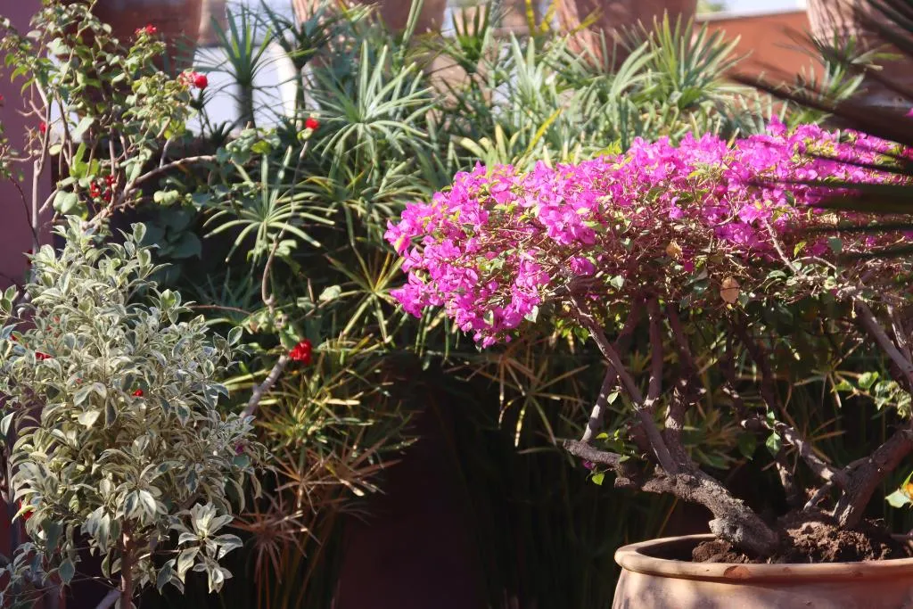 Terrace, Dar Al Assad, Marrakech
