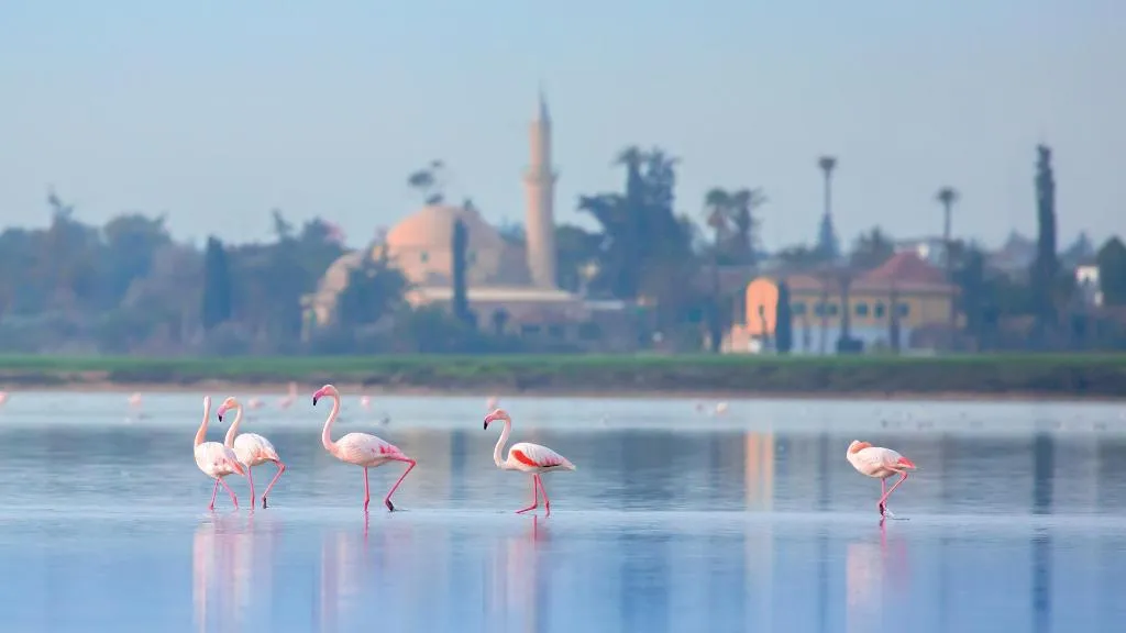 General view, Hotel Indigo Larnaca - Adults Only, Cyprus