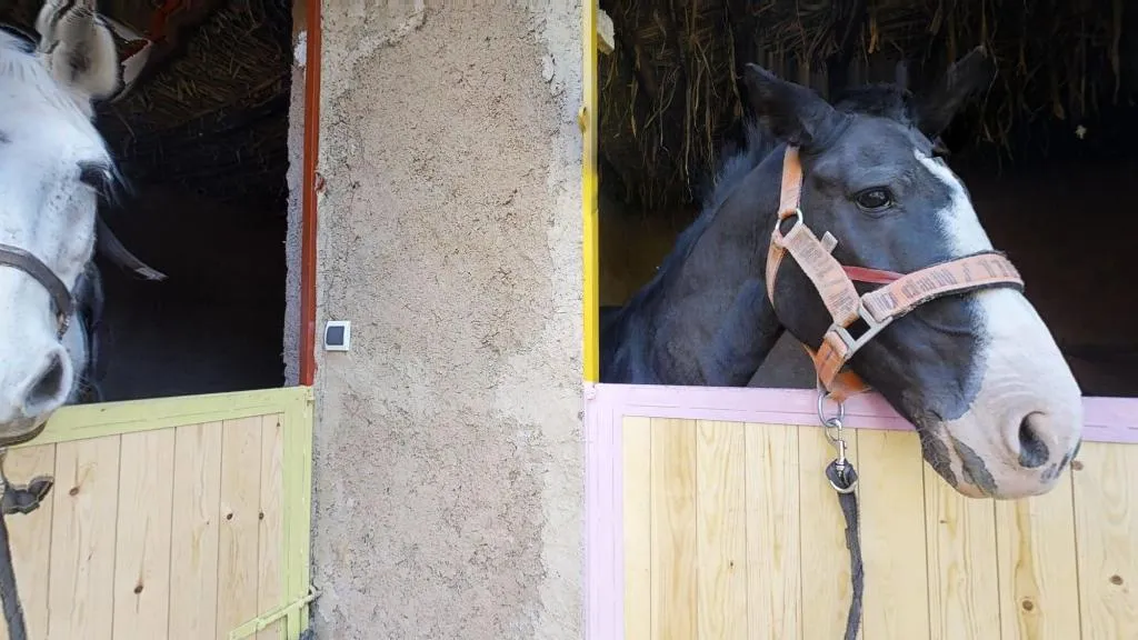 Sports and Entertainment, Ferme By Ikalimo, Marrakech