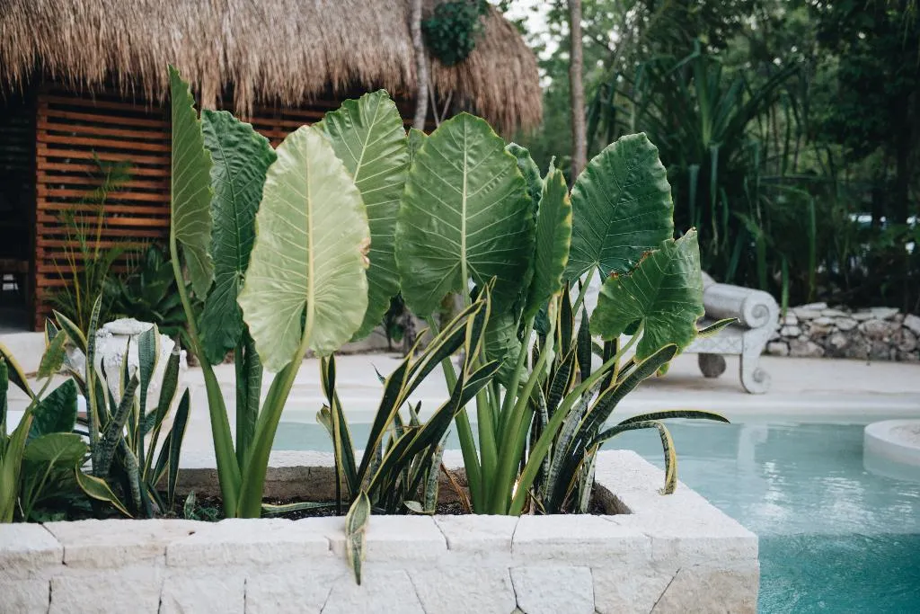 Pool, Una Vida Tulum, Cancun Area