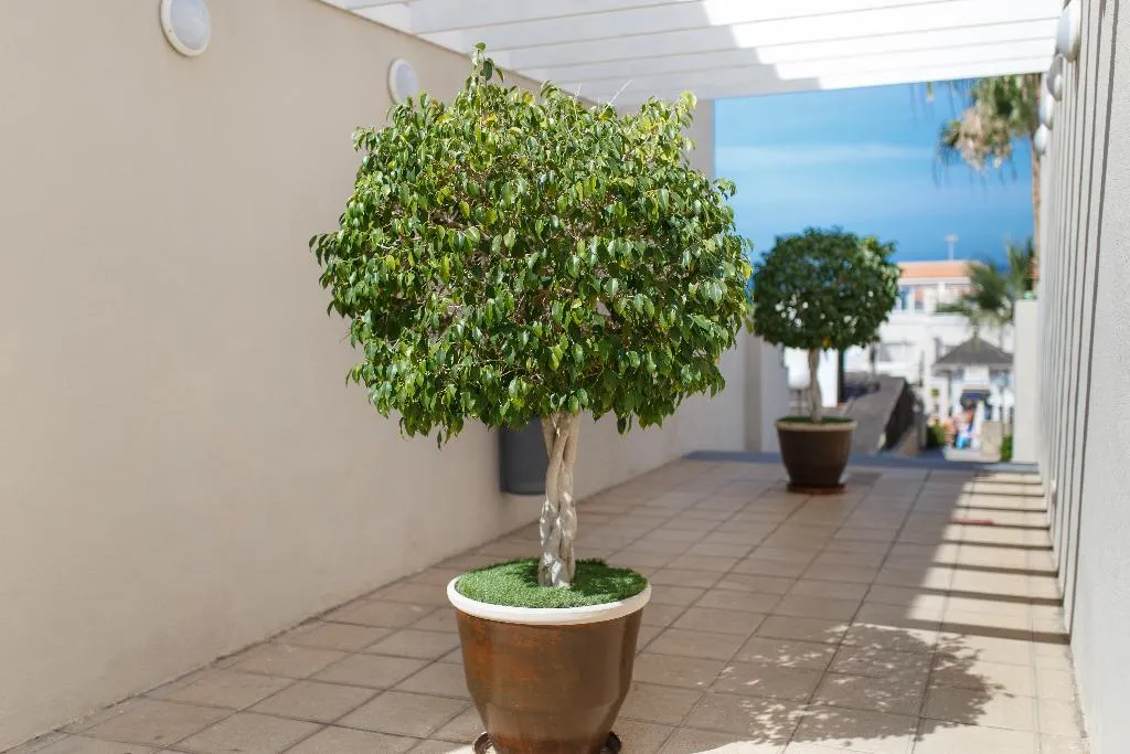 General view, Los Olivos Beach Resort, Tenerife