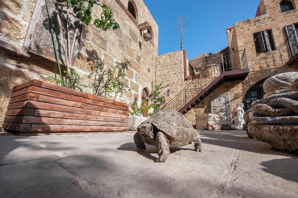 Terrace, Saint Nikolis, Rhodes