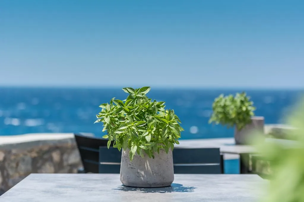 Terrace, Capo Di Mykonos Resort, Mykonos