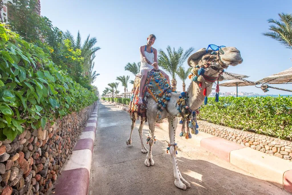 Sports and Entertainment, Sunny Days El Palacio Resort & Spa, Red Sea Riviera