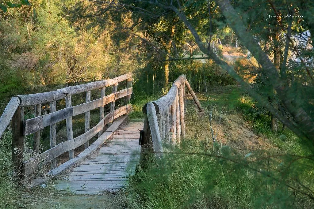 General view, Ardea Purpurea, Andalucia