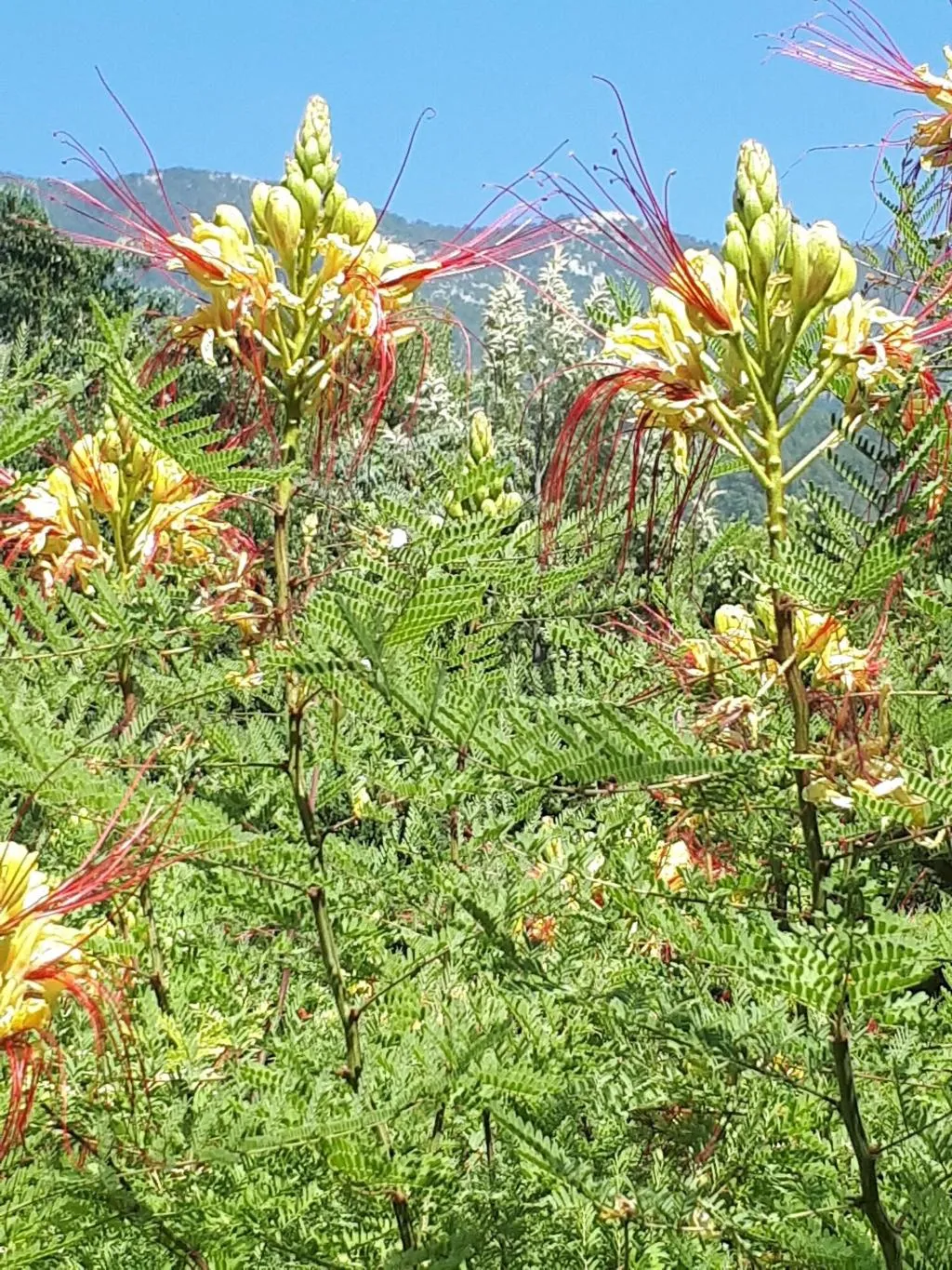 General view, Everest Pansiyon, Dalaman