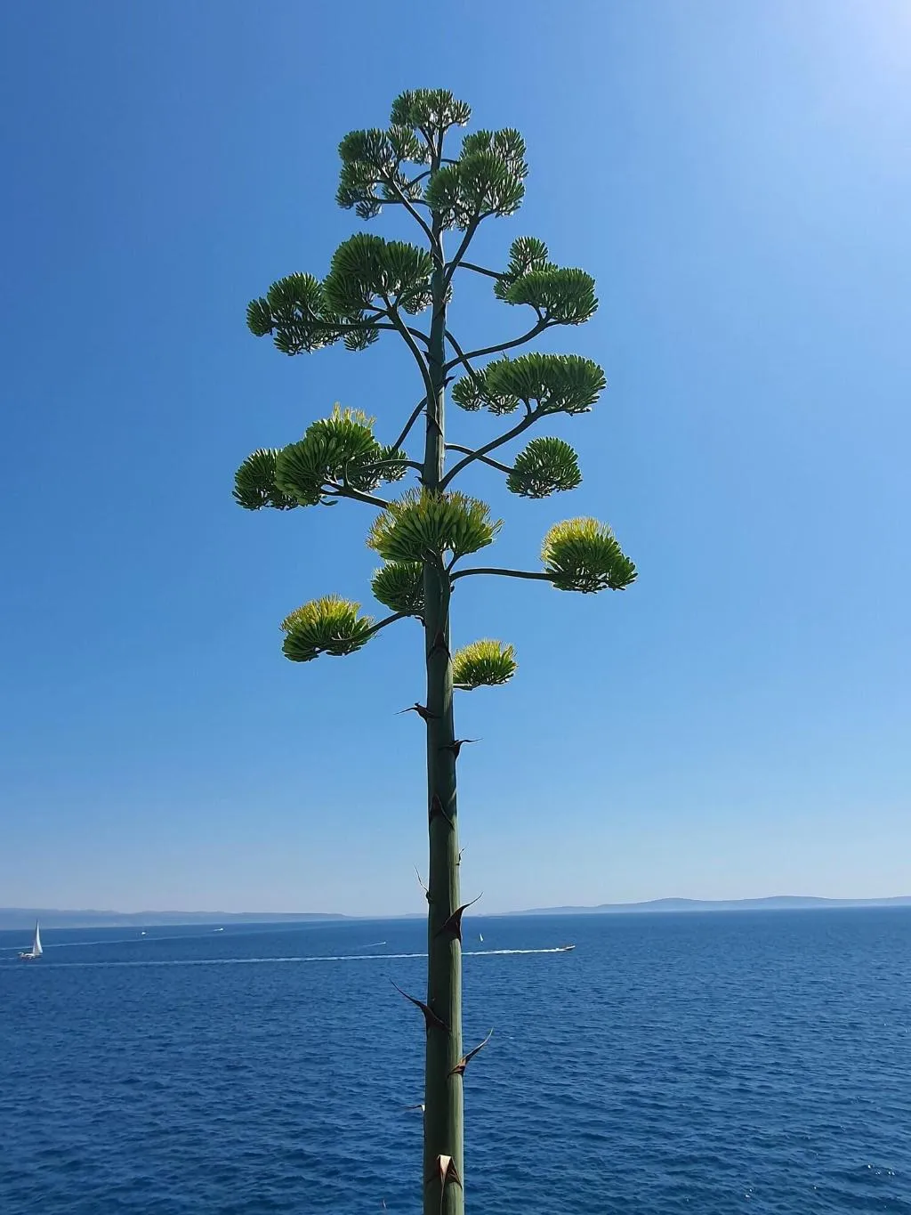 General view, Violeta Hvar, Split