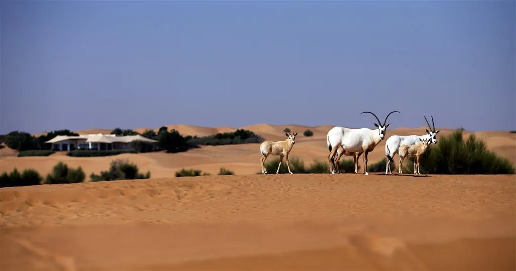 General view, Al Maha, a Luxury Collection Desert Resort & Spa, Dubai