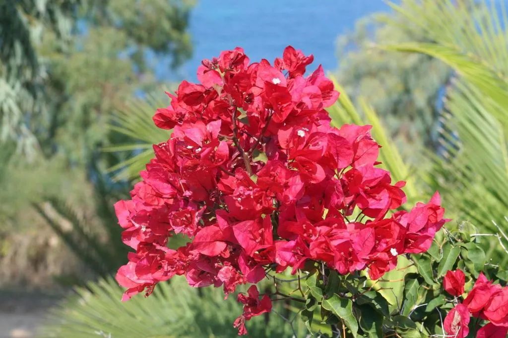 Terrace, Ariti Complex, Corfu