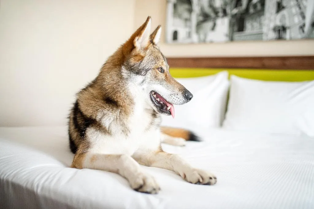 DOUBLE QUEEN SIZE BED Room, Hampton By Hilton Krakow, Krakow