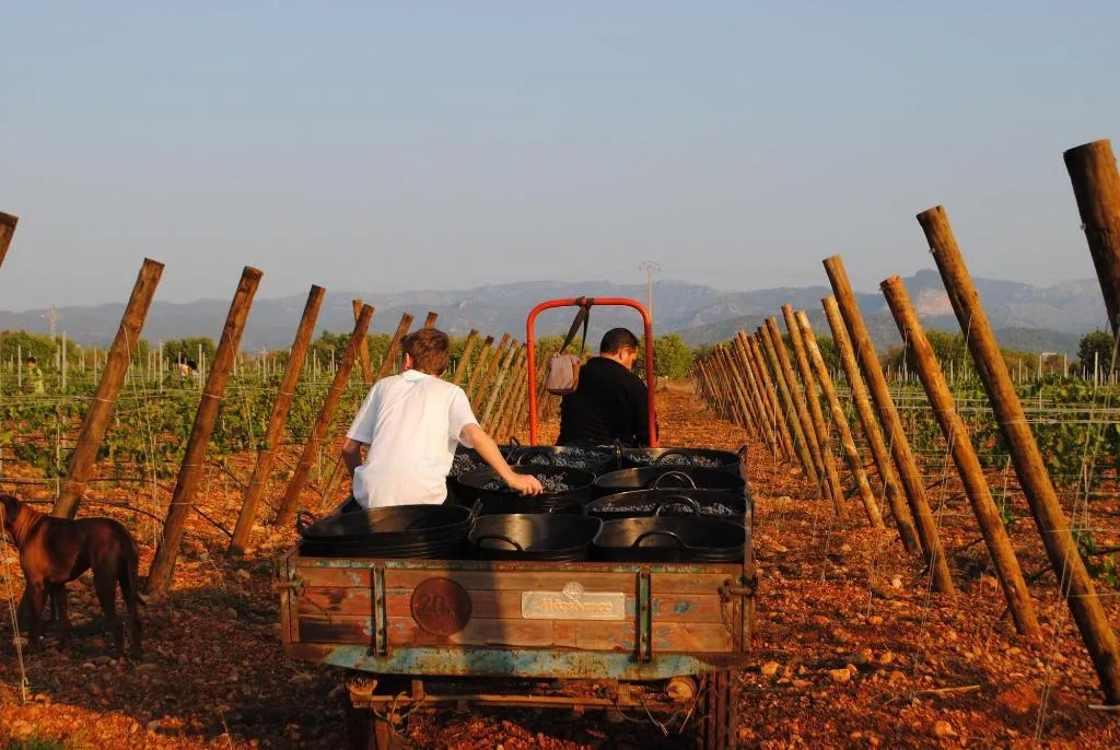 Sports and Entertainment, Weingut & Landhotel Can Davero, Majorca