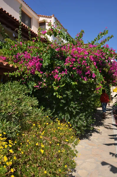 Terrace, Athena, Samos