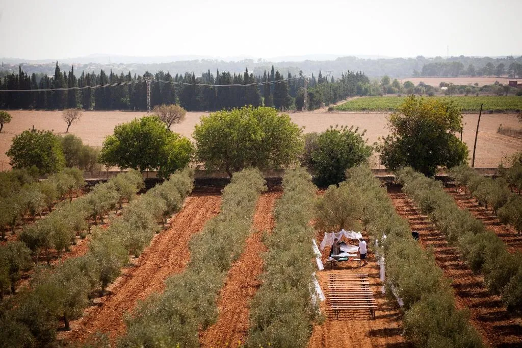 General view, Weingut & Landhotel Can Davero, Majorca
