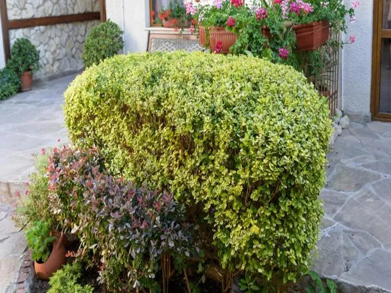 Terrace, Kirios, Bourgas