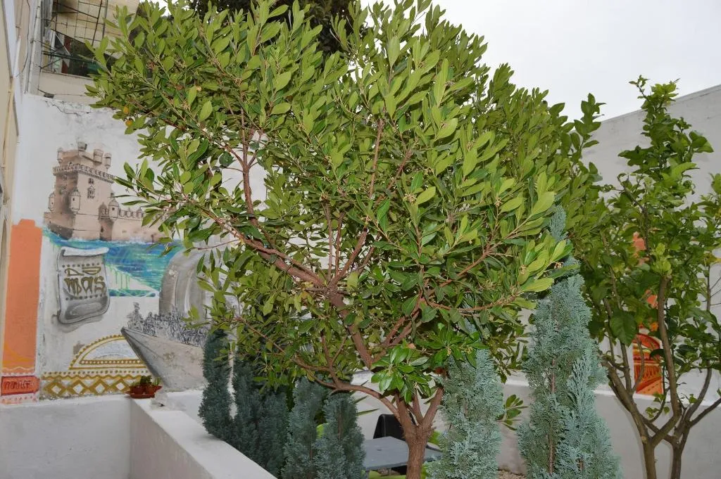General view, Terrace Lisbon Hostel, Lisbon