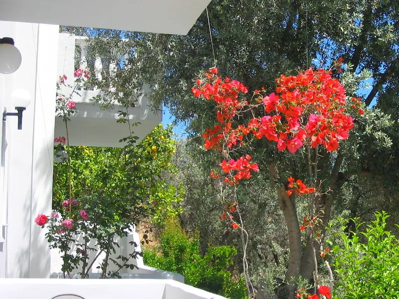 Terrace, Kerveli Village, Samos