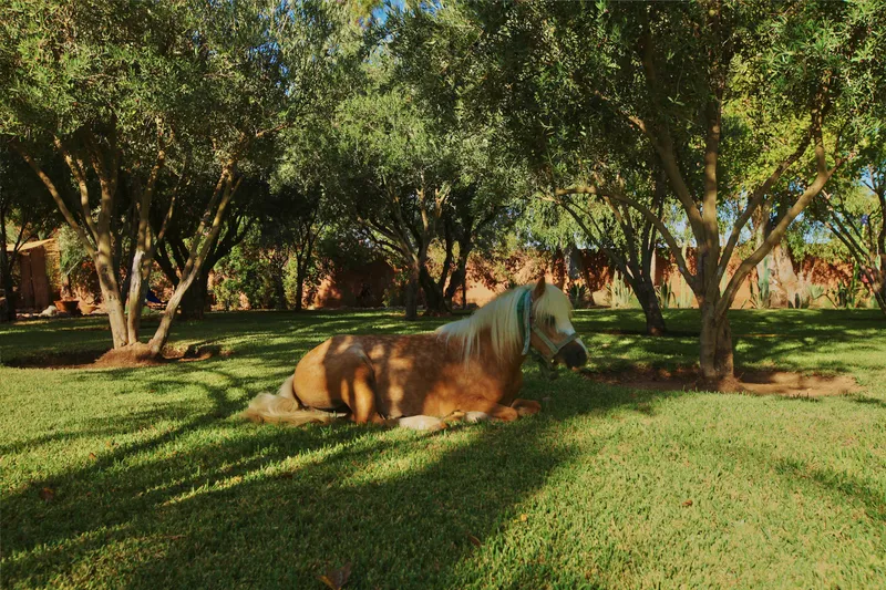 Terrace, Villa Vanille, Marrakech