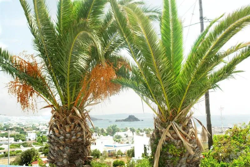General view, Archodia Studios, Kos