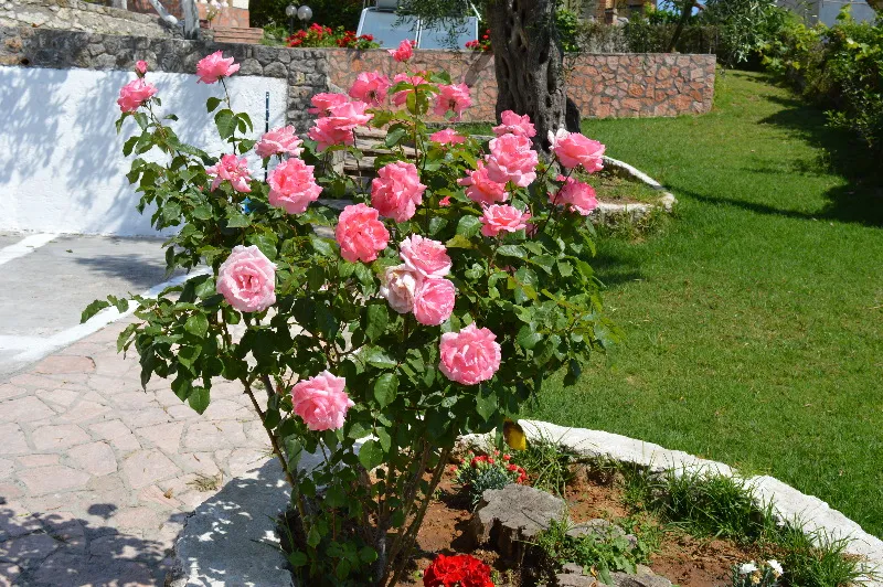 General view, Fouxia Apartments and Studios, Corfu