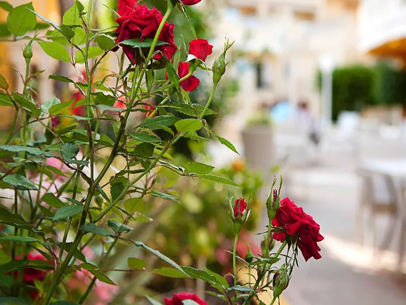 General view, Hotel Cupidor, Majorca