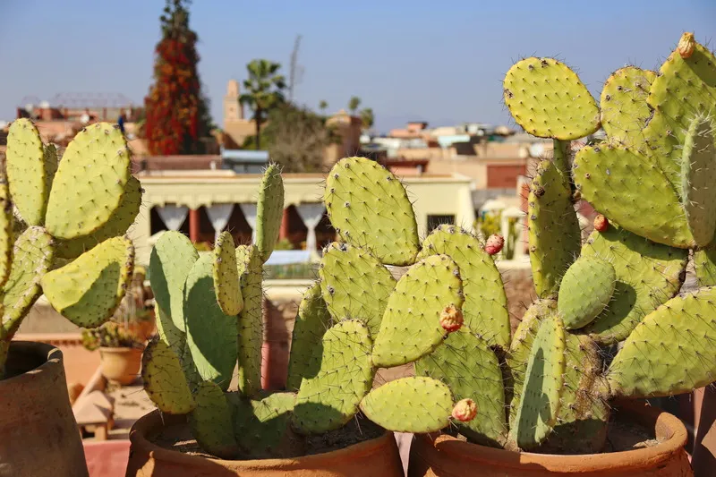 Terrace, Riad Marrakiss, Marrakech