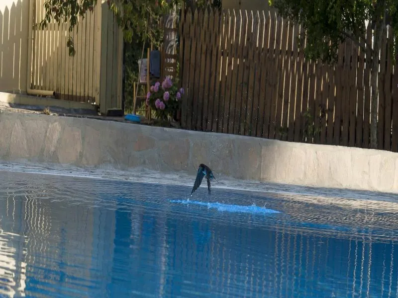 Pool, BOHOTEL Eleonas & Annex Apartments, Corfu