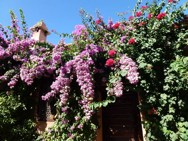 Terrace, Auberge Chez Momo II, Marrakech