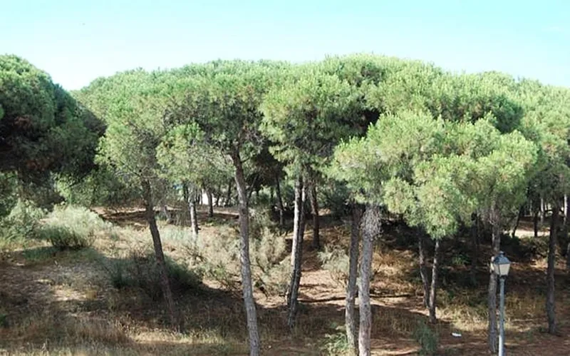General view, On Family Islantilla, Costa De La Luz