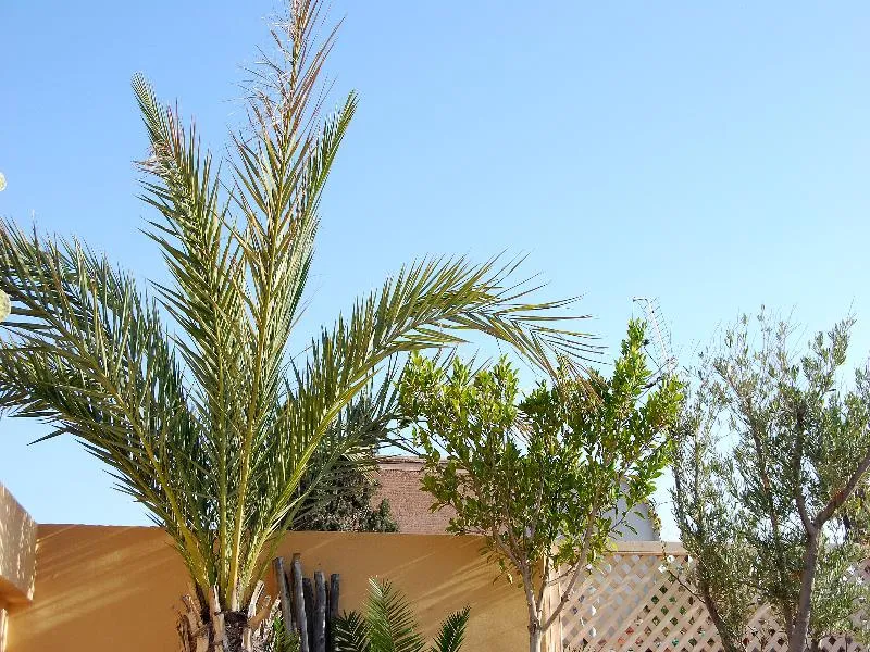 Terrace, Riad Akka, Marrakech