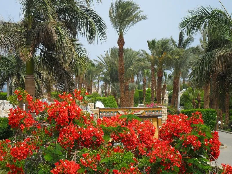 Terrace, Jasmine Village Resort, Red Sea Riviera