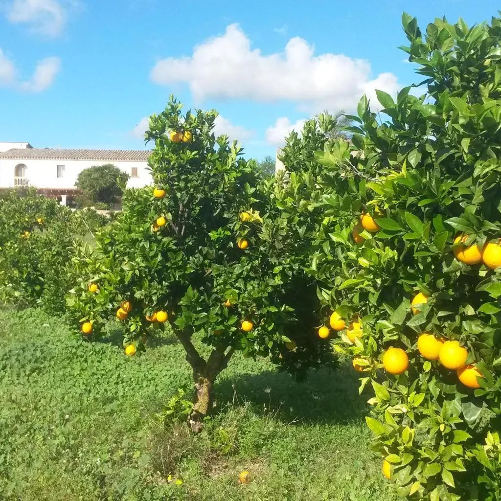 General view, Finca Can Paulino, Majorca