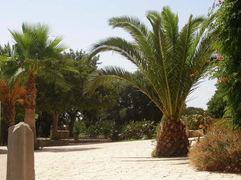 Terrace, Son Sama, Majorca