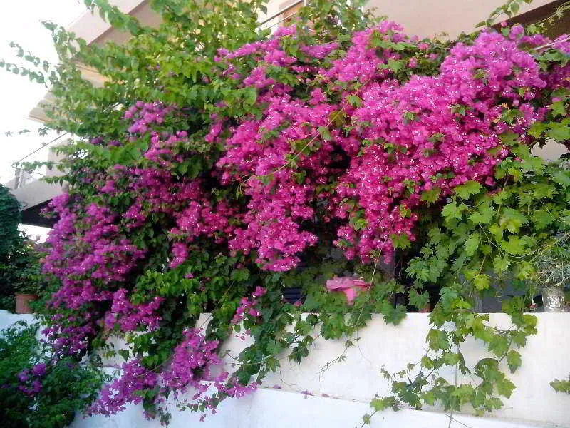 Terrace, Haris Apartments, Crete