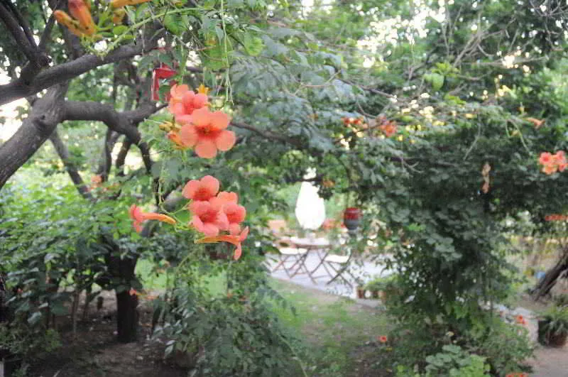 General view, Gulec, Bodrum