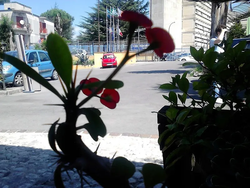 Terrace, Hotel Federico II, Naples