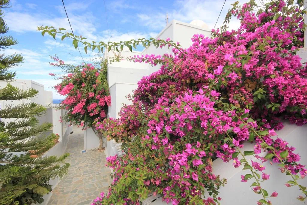 General view, Galini Oia, Santorini
