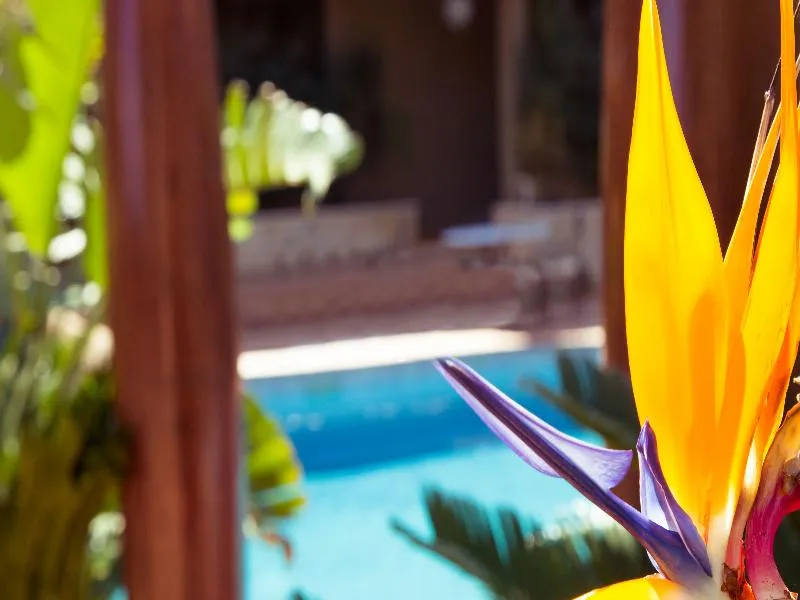 Pool, Swiss Hotel Moraira, Costa Blanca