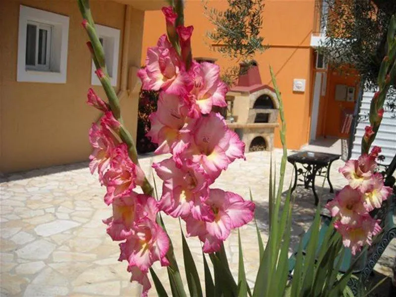 General view, Erietta Studios, Kefallinia